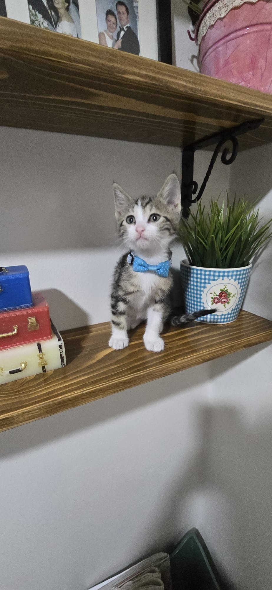 patican - Sahiplenme İlanı